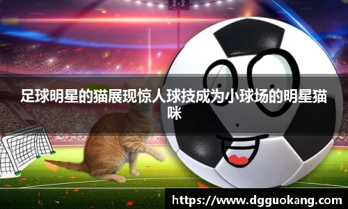 足球明星的猫展现惊人球技成为小球场的明星猫咪